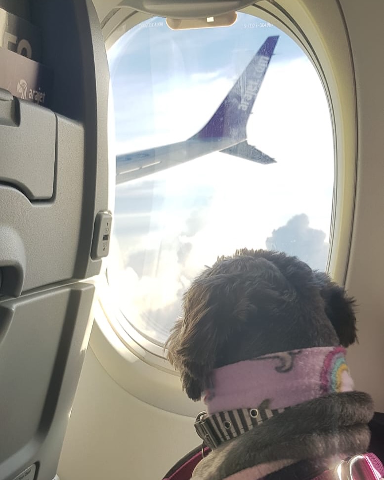 Belinha, cadela de suporte emocional, olhando pela janela do avião