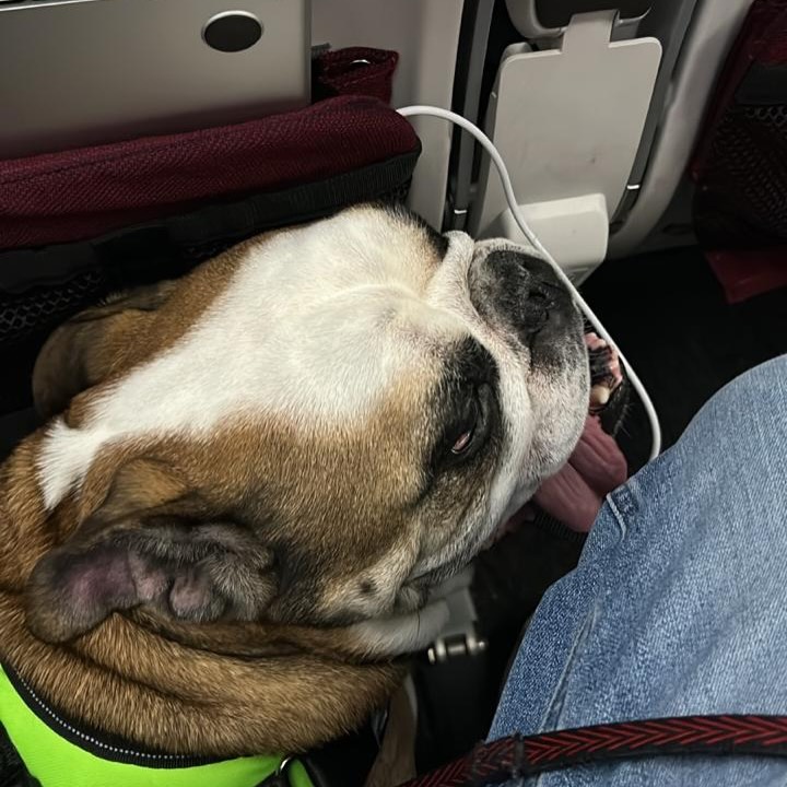 Lion, bulldogue inglês de 25 kg, cão de serviço na cabine