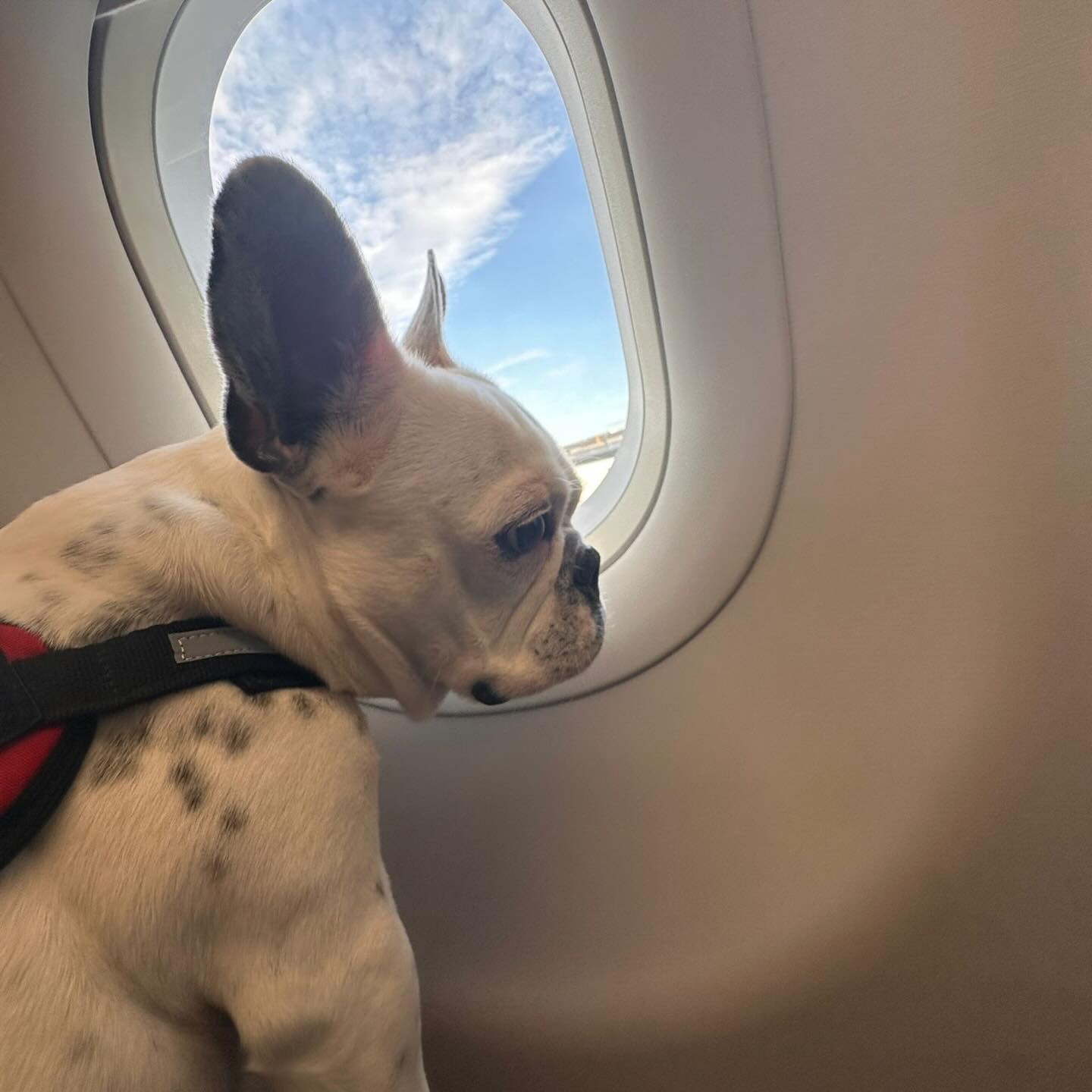 Lola, service dog, olhando pela janela da cabine do avião