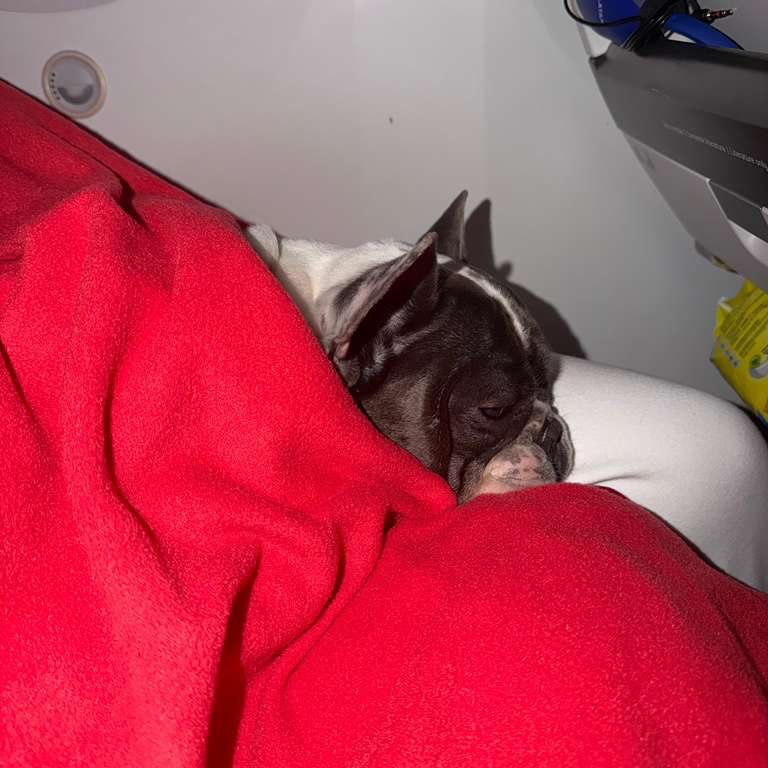 Romeu, service dog, dormindo de cobertinha na cabine do avião