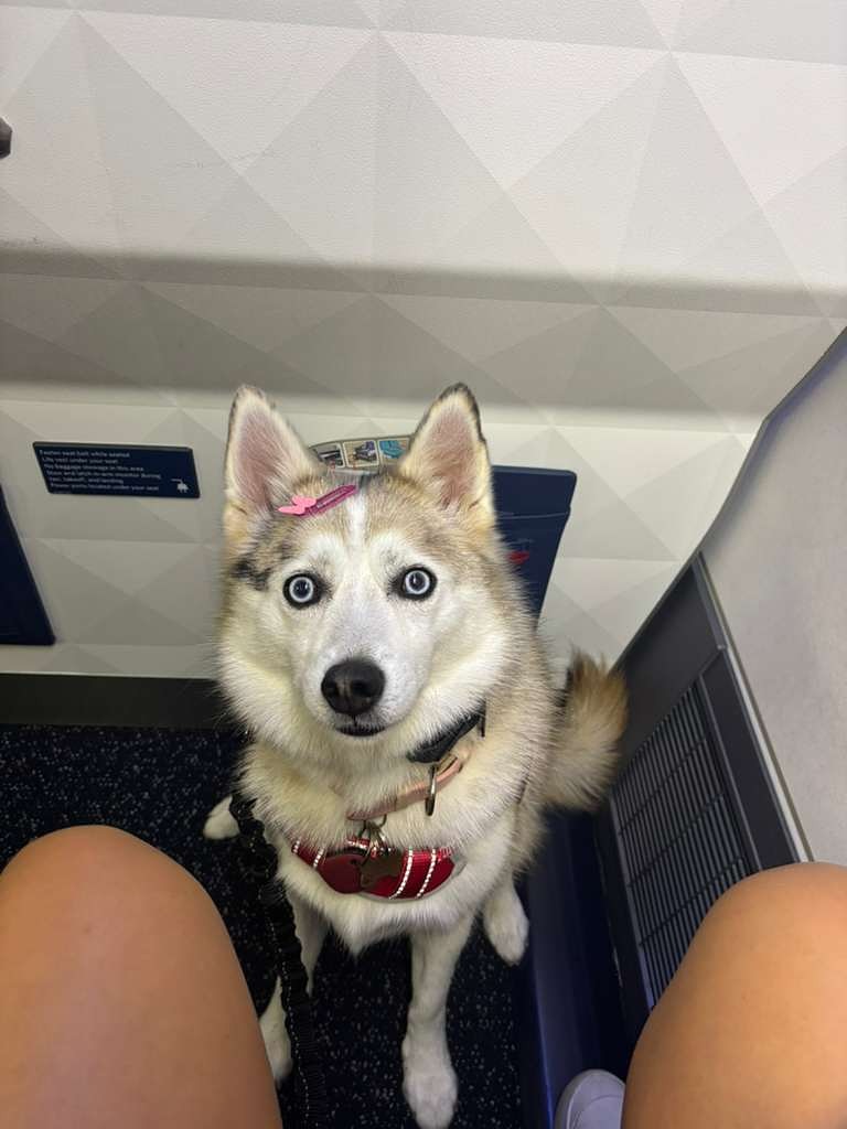 Zoey, pomsky service dog, antes do embarque para Orlando